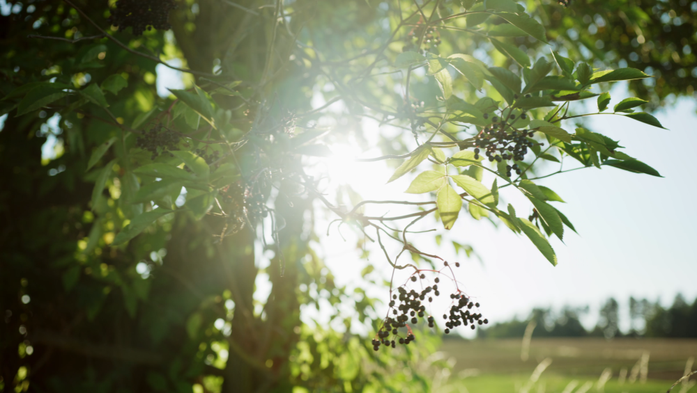 Biokat’s > Wer stellt eigentlich Ihre Katzenstreu her? | GIMBORN