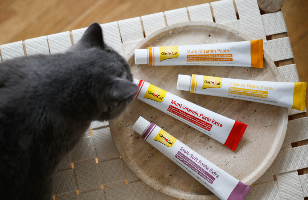 Gim Cat > Every Day Pasten | GIMBORN