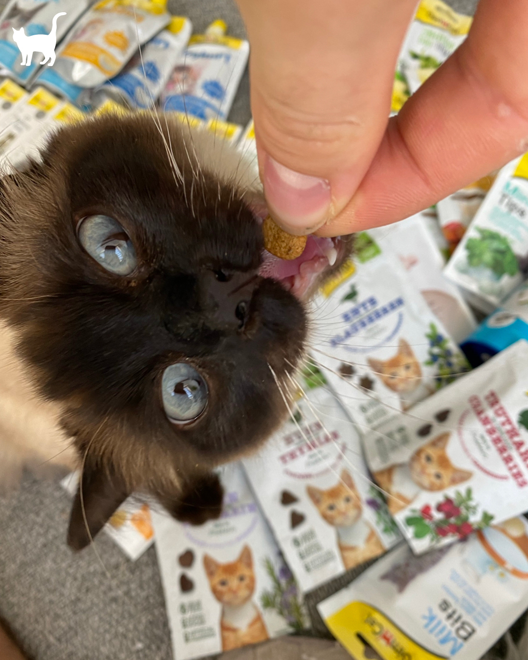 Nachhaltigkeits-Quiz > Quiz > 6.-10. Preis: Ein GimCat-Snackpaket | GIMBORN