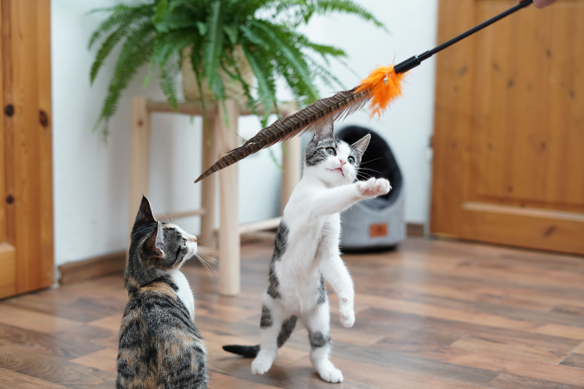 Porträt Schlitzohr > Galerie Shop > Federstab für Katzen | GIMBORN