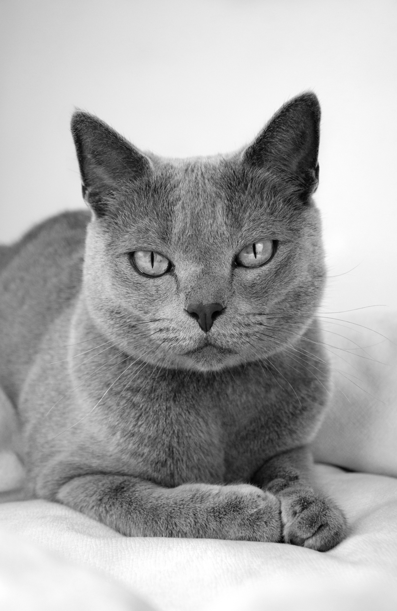 Porträt Stylecats > Galerie Impressionen >  | GIMBORN