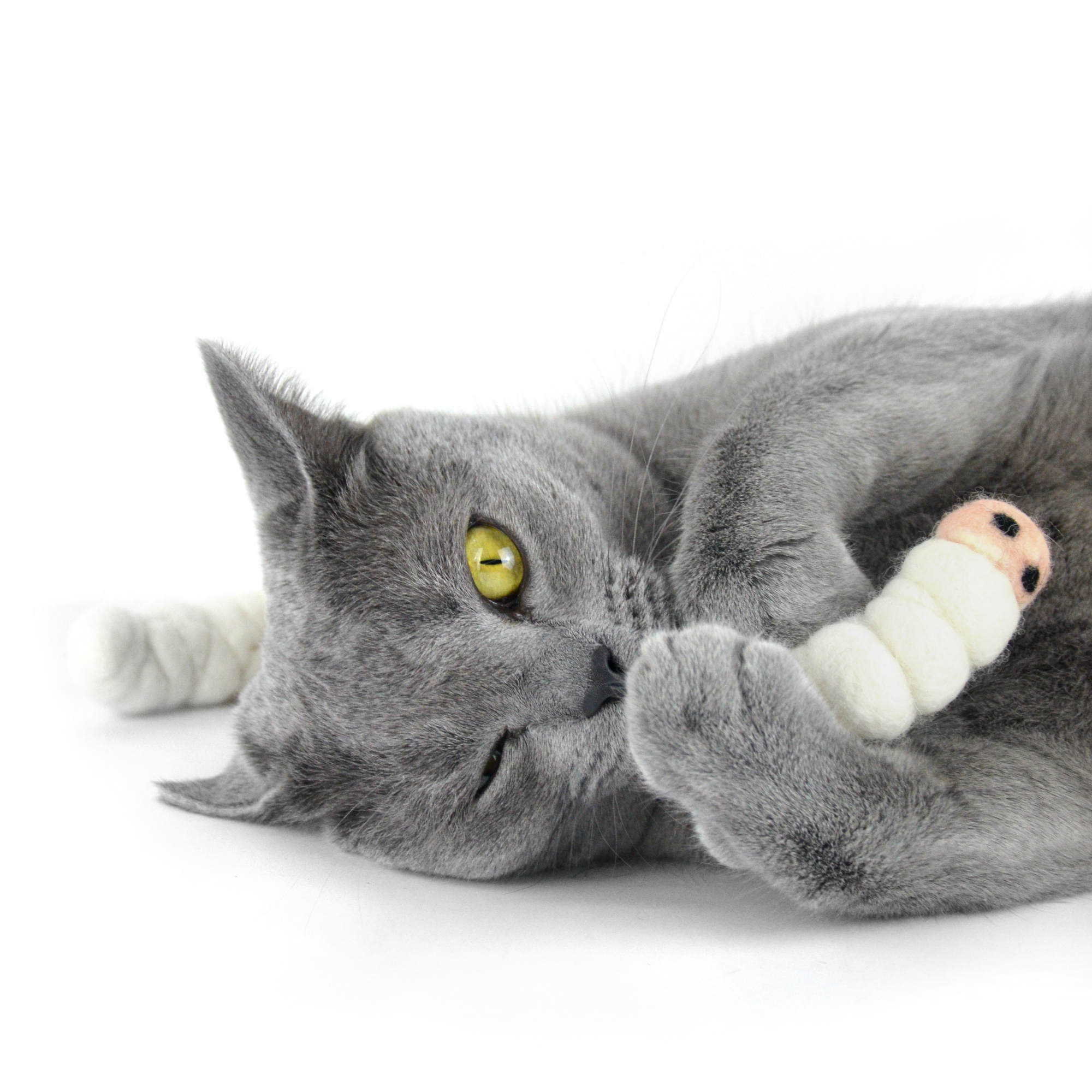 Porträt Stylecats > Galerie Impressionen >  | GIMBORN