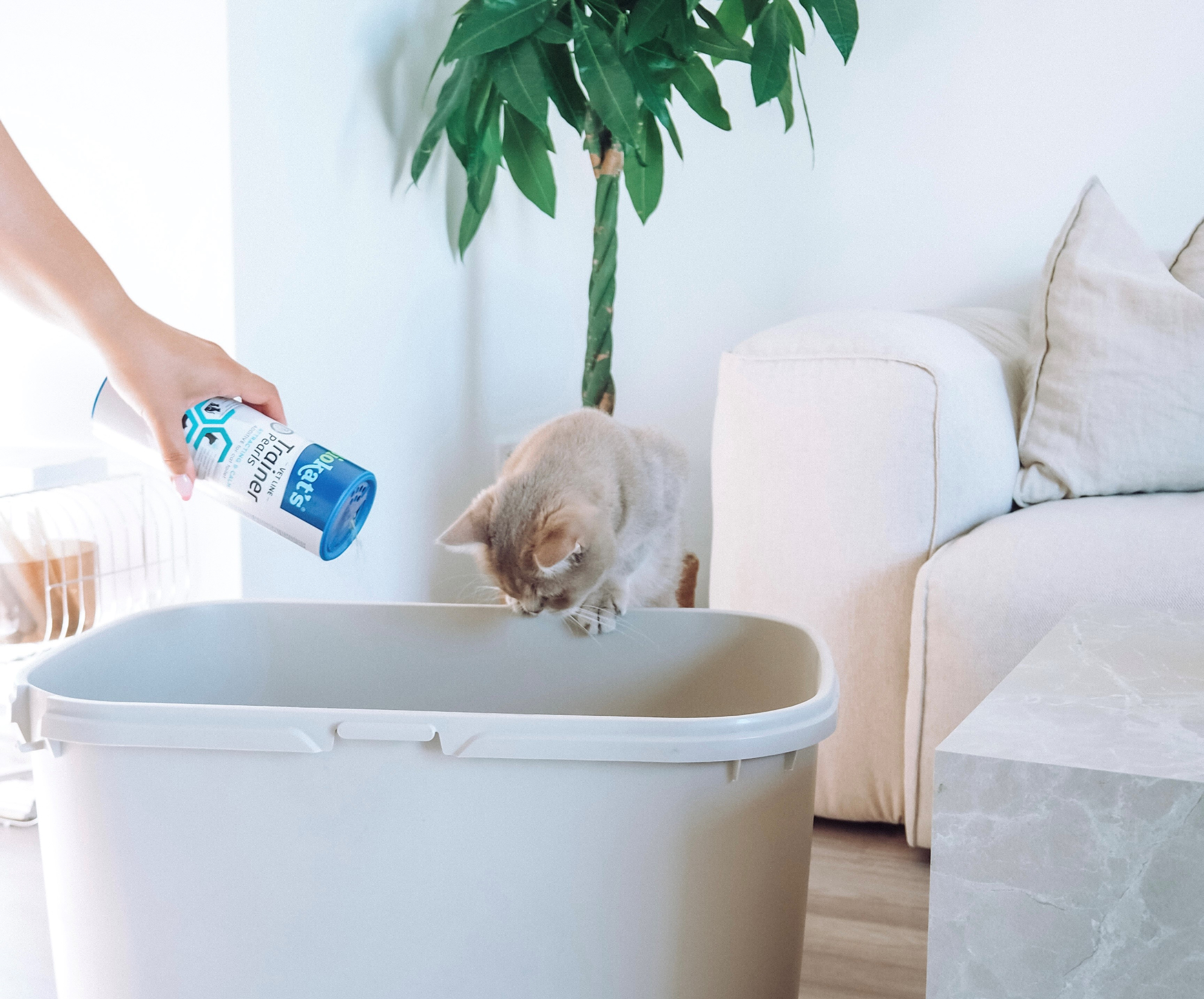 Einfach stubenrein! > Galerie Trainer Pearls >  | GIMBORN