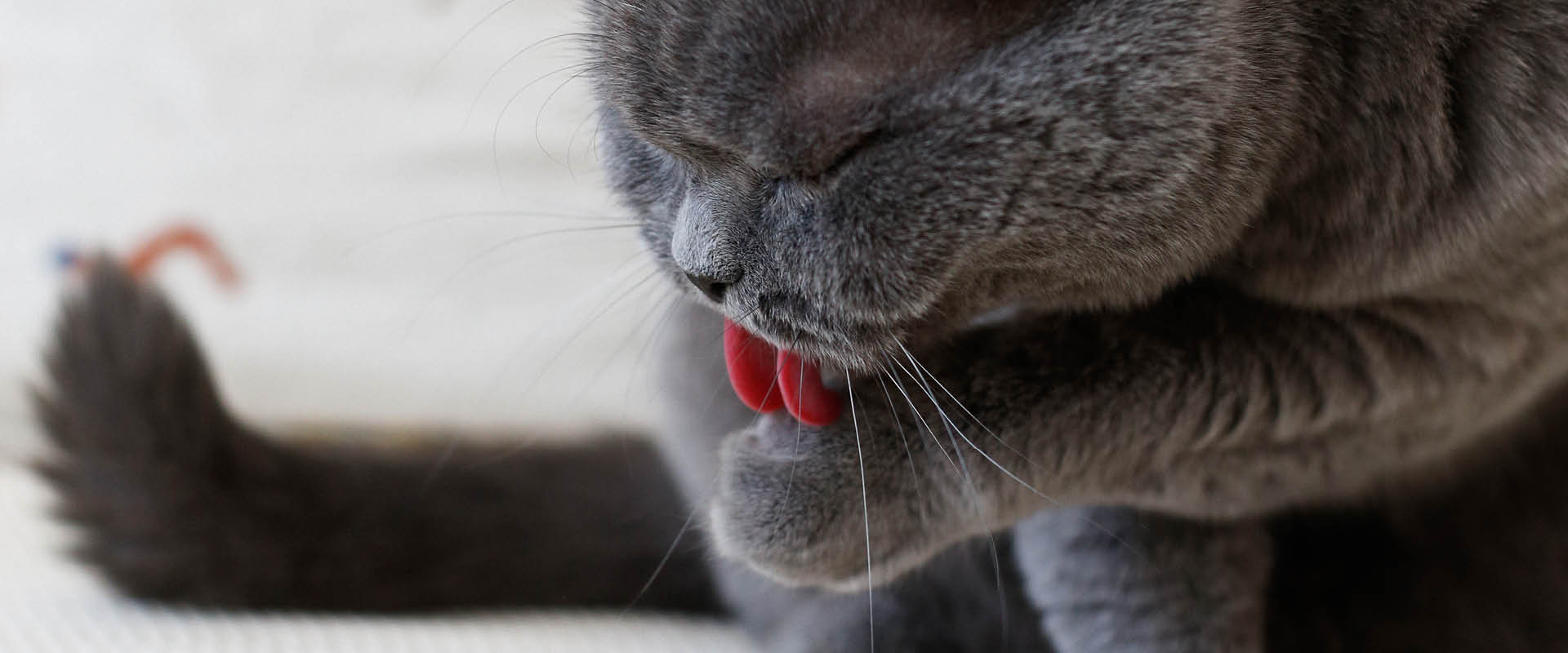 Sauberkeit im Katzenalltag – Darauf solltet ihr im Katzen-Haushalt achten | GIMBORN